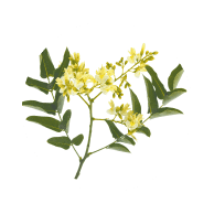 Sophora Japonica